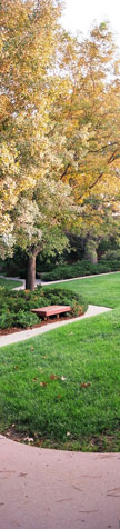 A picture a beautiful park path.
